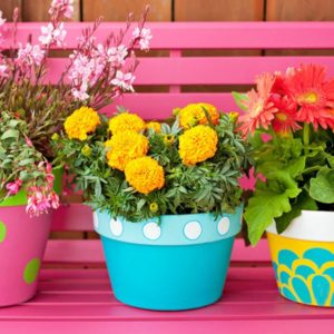 flowerpots-plants